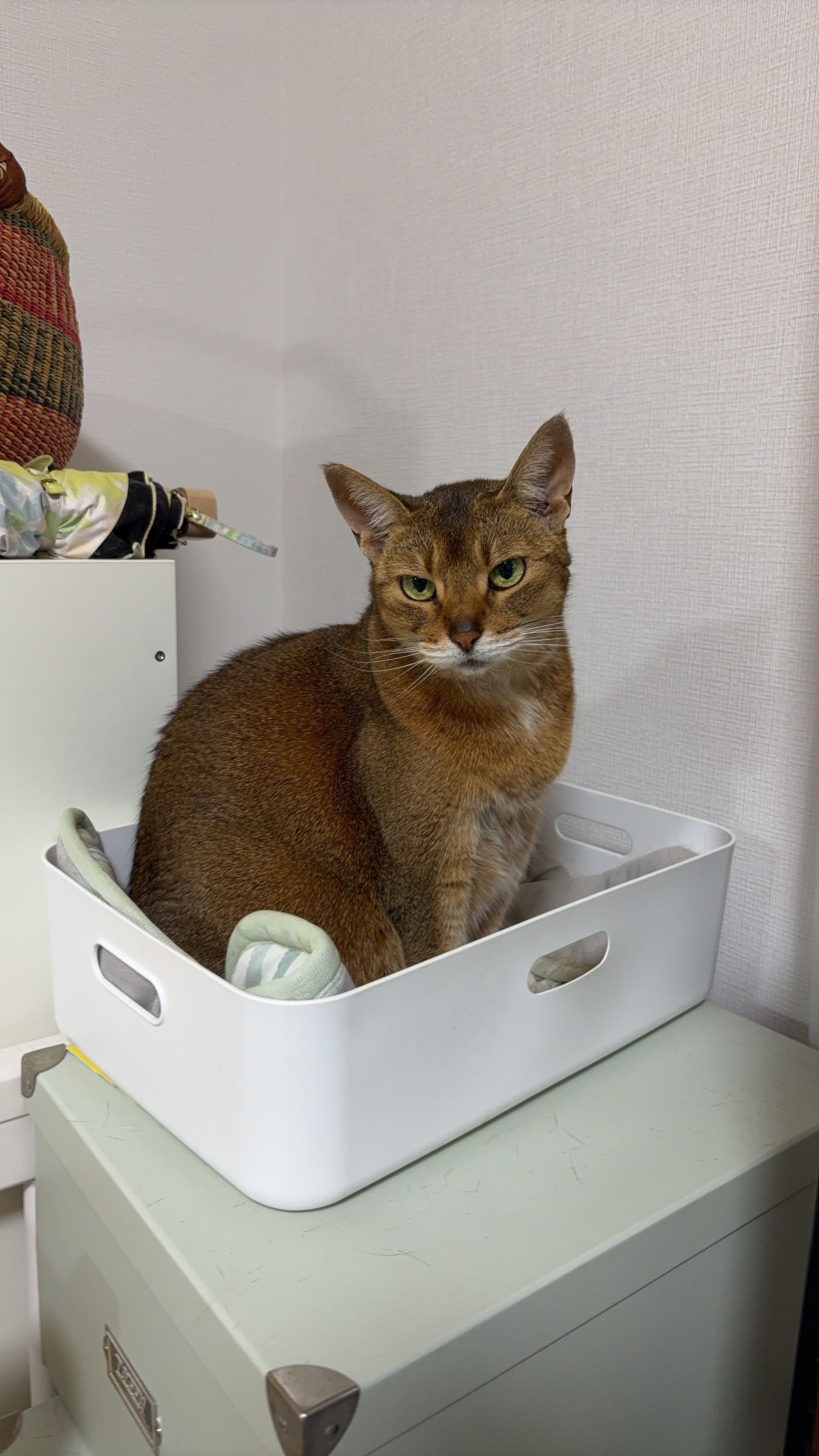 ねこ1