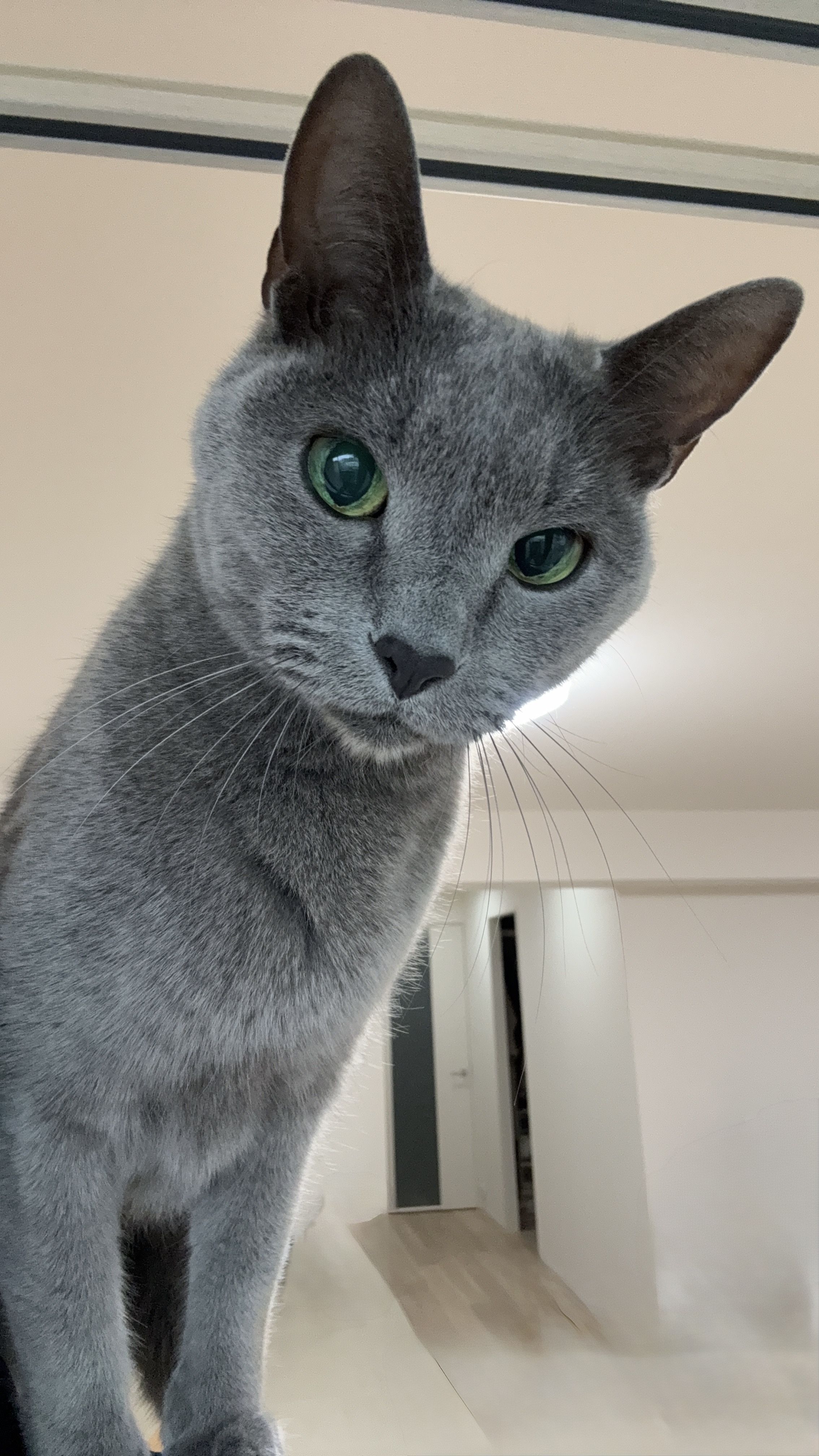 ねこ2